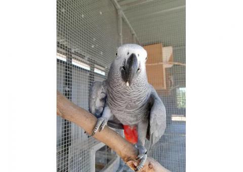 Cuddly Tame African Grey Parrots For Sale.