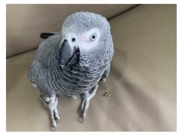 Cuddly Tame African Grey Parrots For Sale.