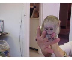 Adorable baby capuchin squirrel and marmoset monkeys ready for good