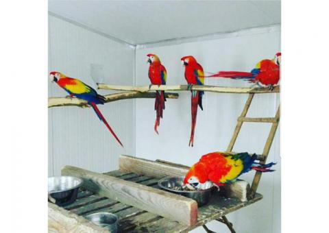 Parrots, cockatoos, Exotic birds and exotic animals for sale