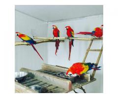Parrots, cockatoos, Exotic birds and exotic animals for sale