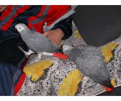 African grey parrots for sale whatsapp 00237651468939