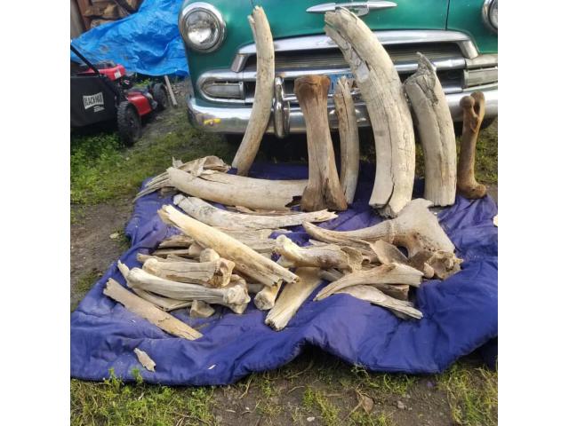 Rhino Horns For Sell, Animal Fossils For Sale WhatsApp +17193579832