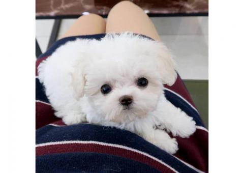 Outgoing Teacup Maltese Puppies Available for sale