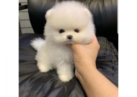 Awesome teacup pomeranian puppies ready now
