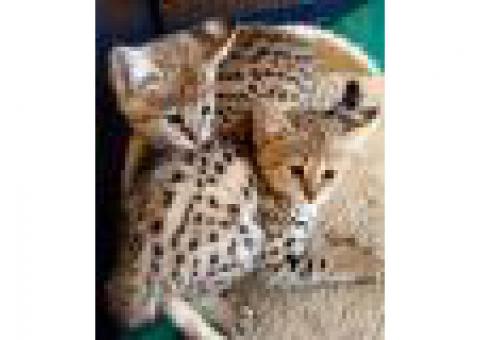 available Savannah male and female kittens,