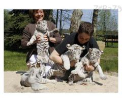 White Tiger cubs for sale|Cheetah Cubs for sale|Lion cubs for Sale