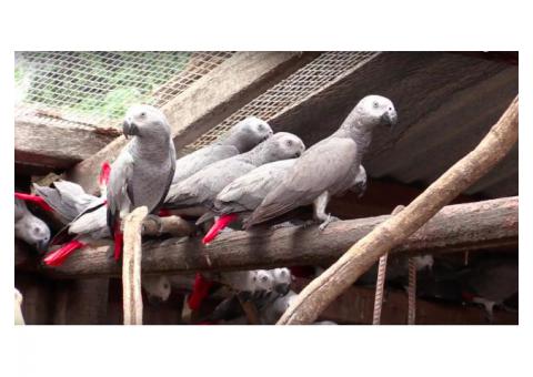 African Grey Parrots For Sale whatsap (+1615-492-1836)