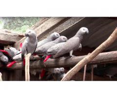 African Grey Parrots For Sale whatsap (+1615-492-1836)