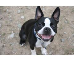 Boston terrier puppies available