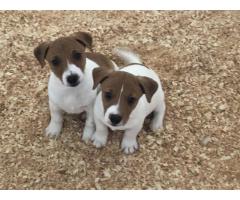 ADORABLE JACK RUSELL PUPPIES FOR FREE ADOPTION
