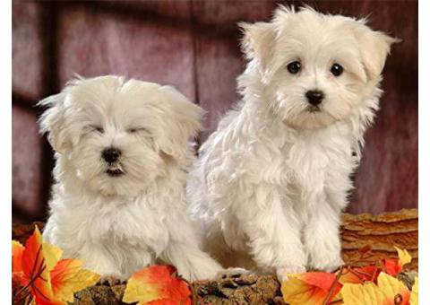 Brightful teacup Maltese puppies available for sale now