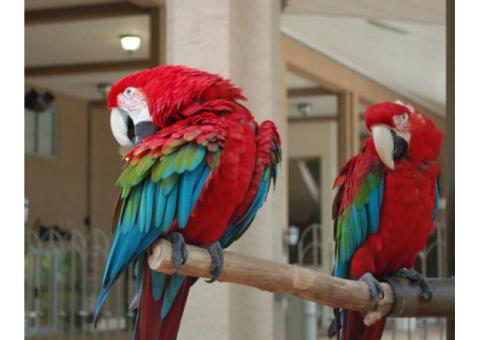 We have beautiful male and female Greenwing Macaw parrots for sale