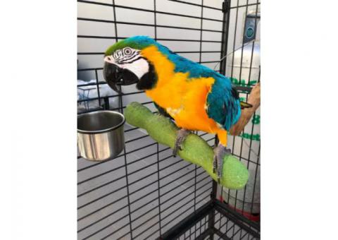 Talking Blue And Gold Macaws Parrots for Sale