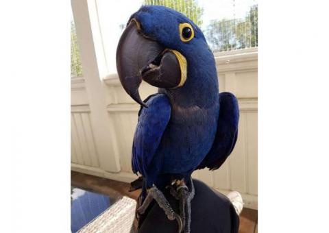 Adorable Talking Hyacinth Macaw