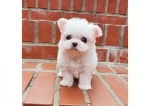 Potty Trained Teacup Maltese Puppies for sale