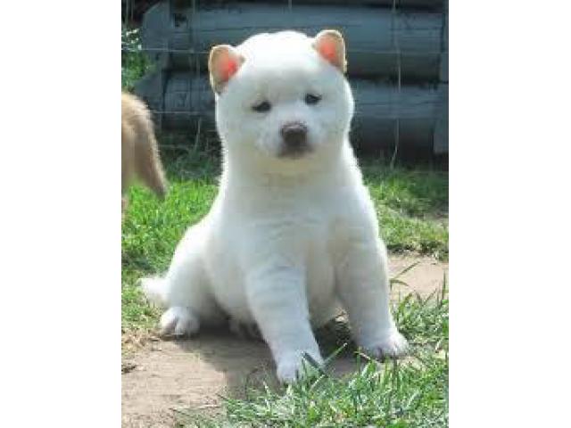 Shiba inu puppies available