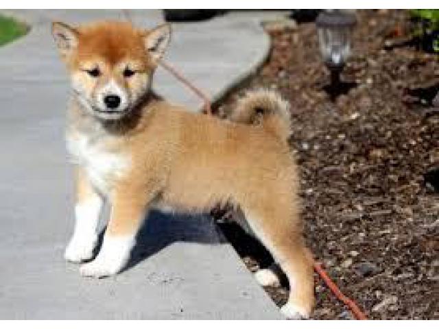 Shiba inu puppies available