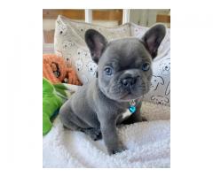 Mini French Bulldog Puppies For Sale