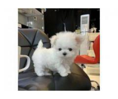 Stunning TeaCup Maltese puppies Available for sale