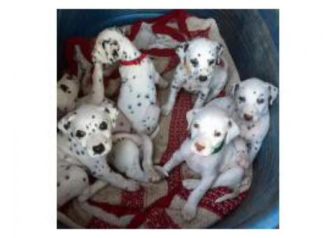 dalmatian puppies now ready for a new home