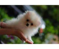 Charming Teacup Pomeranian Puppies for Adoption