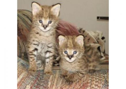 Lovely Serval Kittens for sale