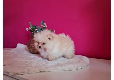 Beautiful Pomerania  Puppies for  Rehoming