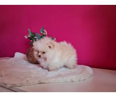 Beautiful Pomerania  Puppies for  Rehoming