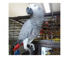 African grey parrots male and female for sale