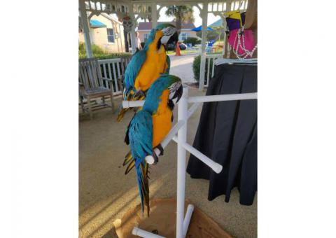 Two beautiful Talking Blue and Gold Macaw Parrots