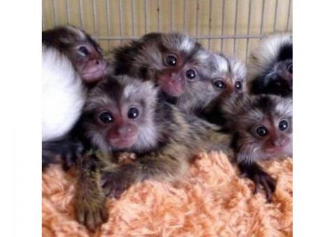 Cute Finger Marmoset Monkeys for sale