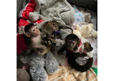 Cute Capuchin Monkeys for Sale