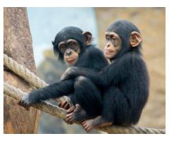 Cute Chimpanzee Monkeys for Sale