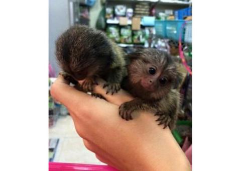 Well Trained Finger Marmoset Monkeys for sale