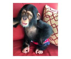 Lovely Chimpanzee Monkeys for Sale