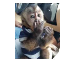 Squirrel monkeys, Capuchin monkeys,  Marmosets monkeys available. 