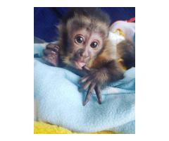 Squirrel monkeys, Capuchin monkeys,  Marmosets monkeys available. 