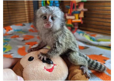 marmoset monkeys available