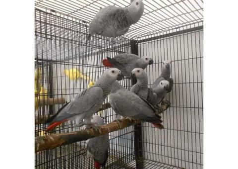 African Grey Parrots For Sale – 