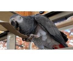 African Grey Parrots For Sale – 