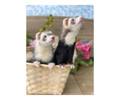 12 tame and working ferrets available 