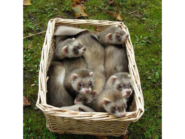 12 tame and working ferrets available 