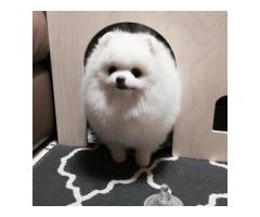 Awesome Teacup Pomeranian Puppies Ready Now