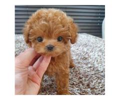 Potty Trained Male And Female Toy Poodle Puppies For Sale