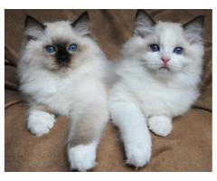 Home Raised Ragdoll Kittens