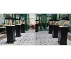 Luxury Jewelry Display Showcases for Rent – Perfect for Events & Exhibitions