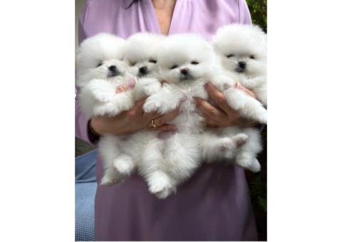 KC White Pomeranian