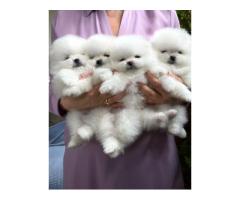 KC White Pomeranian