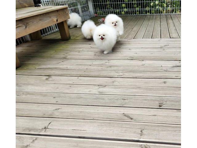 KC White Pomeranian